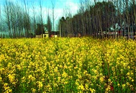 Mustard Fields Punjab