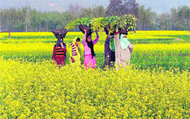 Mustard Fields Punjab